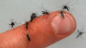 So viel Mücken wie lange nicht