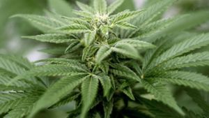 Marihuana-Aufzuchtanlage bei Durchsuchung entdeckt 