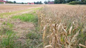 Landwirtschaft: Regen verzögert Ernte