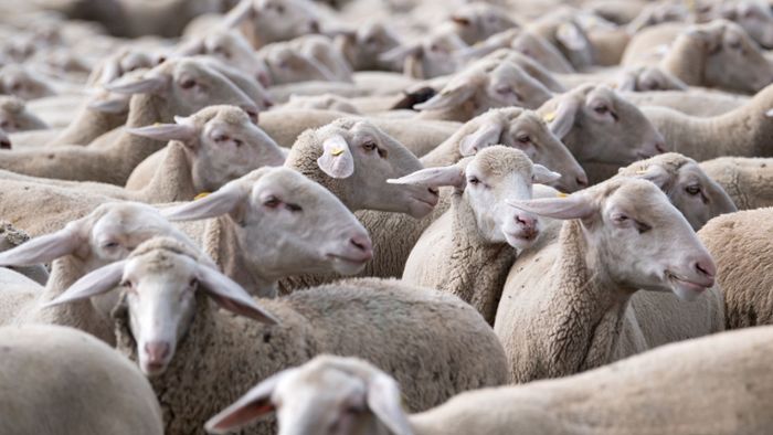 Verband der Schafhalter: Gute Preise für Lammfleisch