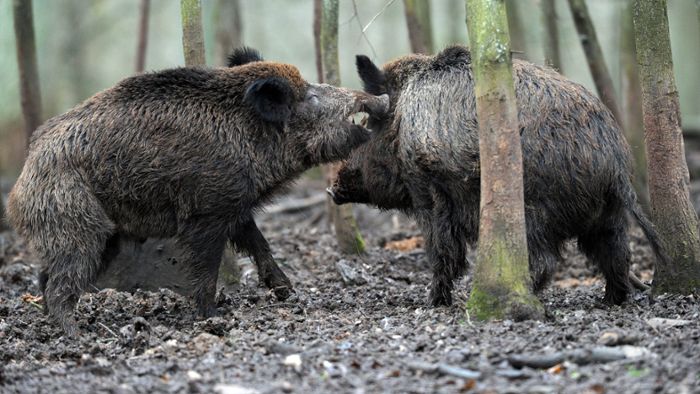 Massive Hatz auf Wildschweine im Raum Kulmbach