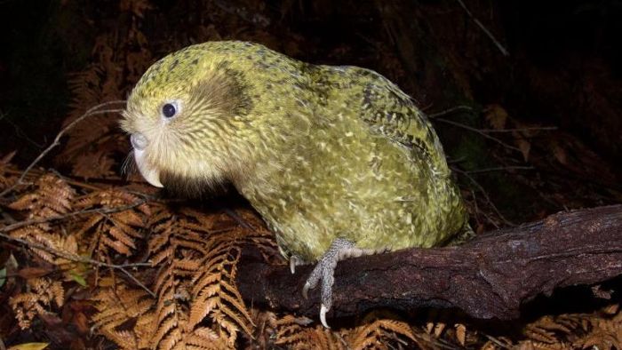 Neuseelands Vogelwelt bräuchte Millionen Jahre zur Erholung