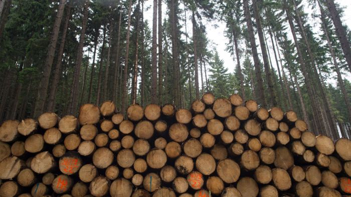 Forstanstalt erwartet wieder gewaltige Menge Schadholz