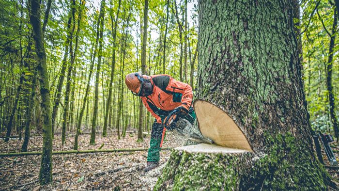 Forstwirtschaft versteigert kostbares Holz