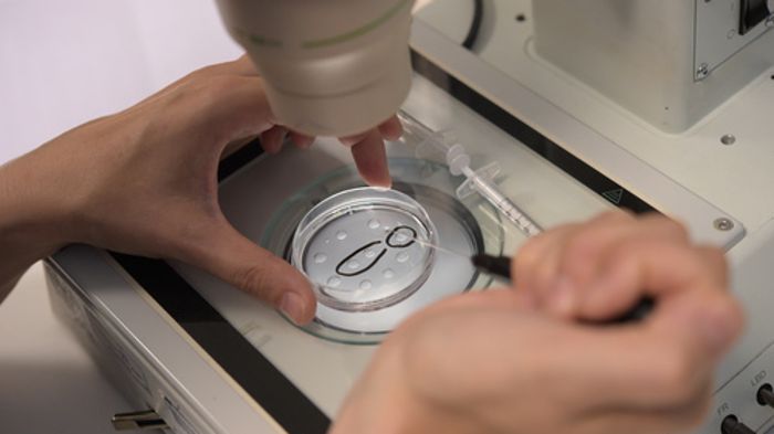 Forscher dürfen Embryonen verändern