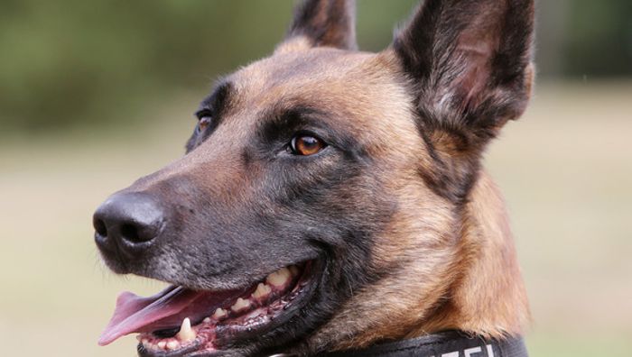 Polizei setzt Hund gegen Gaffer ein