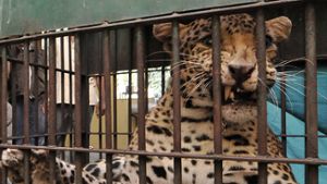 Leopard in Einkaufsstraße - Vier Verletzte in Indien