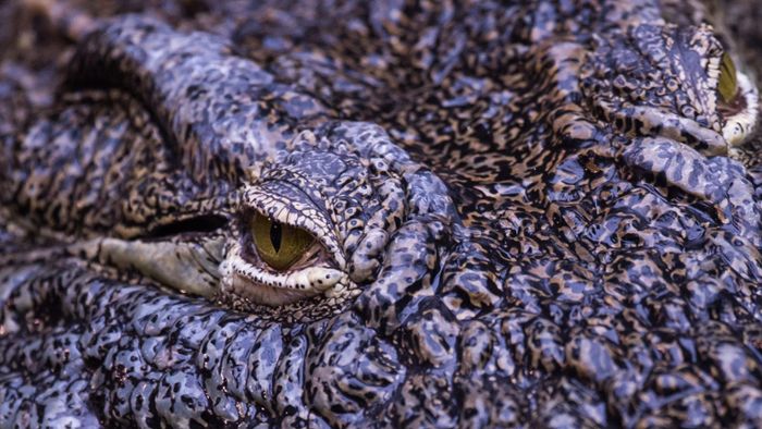 Krokodil zerfleischt Touristen