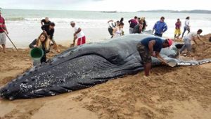 Gestrandeter Wal in Brasilien gerettet