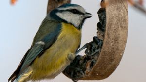 Sechs Tipps, wie Sie im Winter richtig Vögel füttern