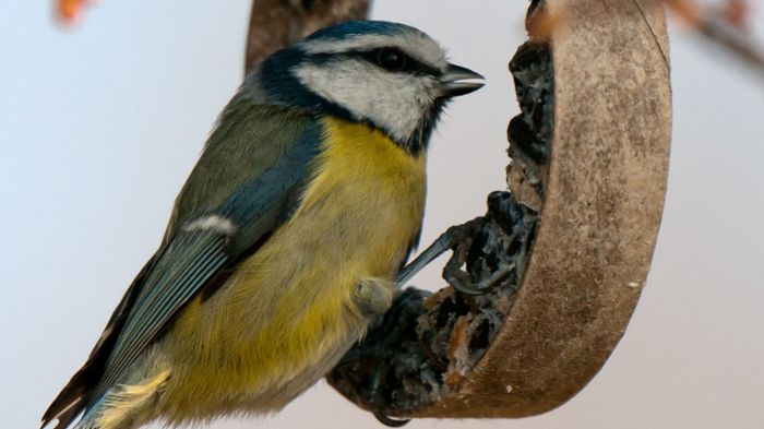 Sechs Tipps, wie Sie im Winter richtig Vögel füttern