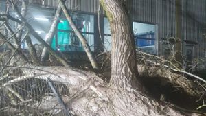 Baum trifft auf Industriehalle