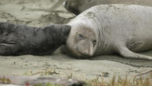 Robben kapern leeren Strand in Kalifornien