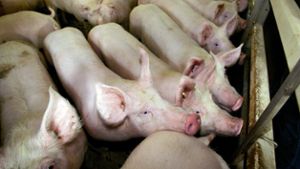 Schweinetod: Landwirt trifft keine Schuld
