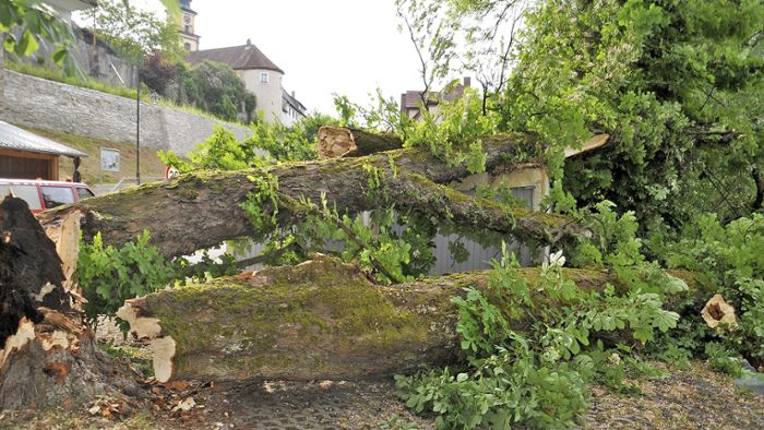 Sturm bringt Naturdenkmal zu Fall